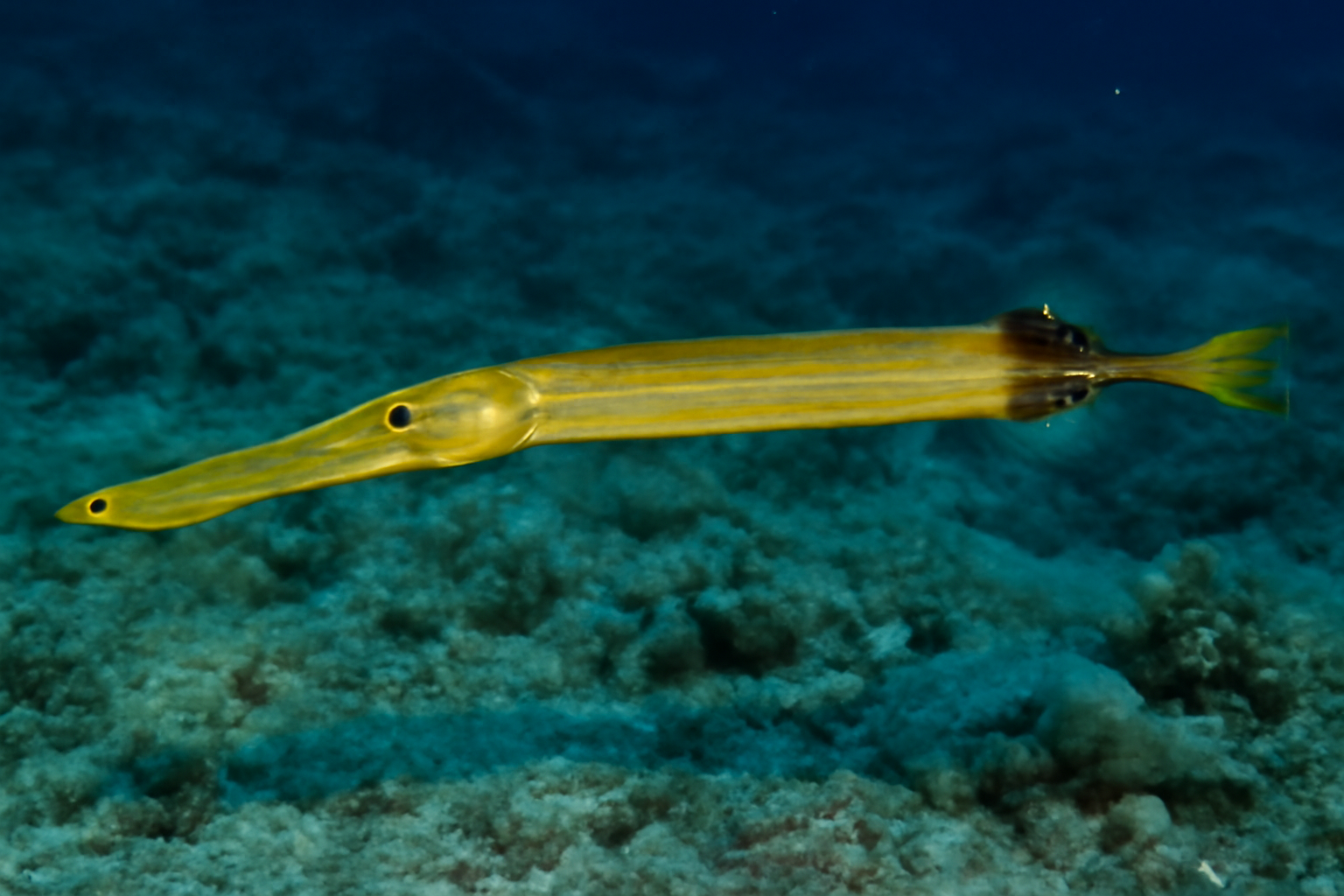 Pacific Trumpetfish