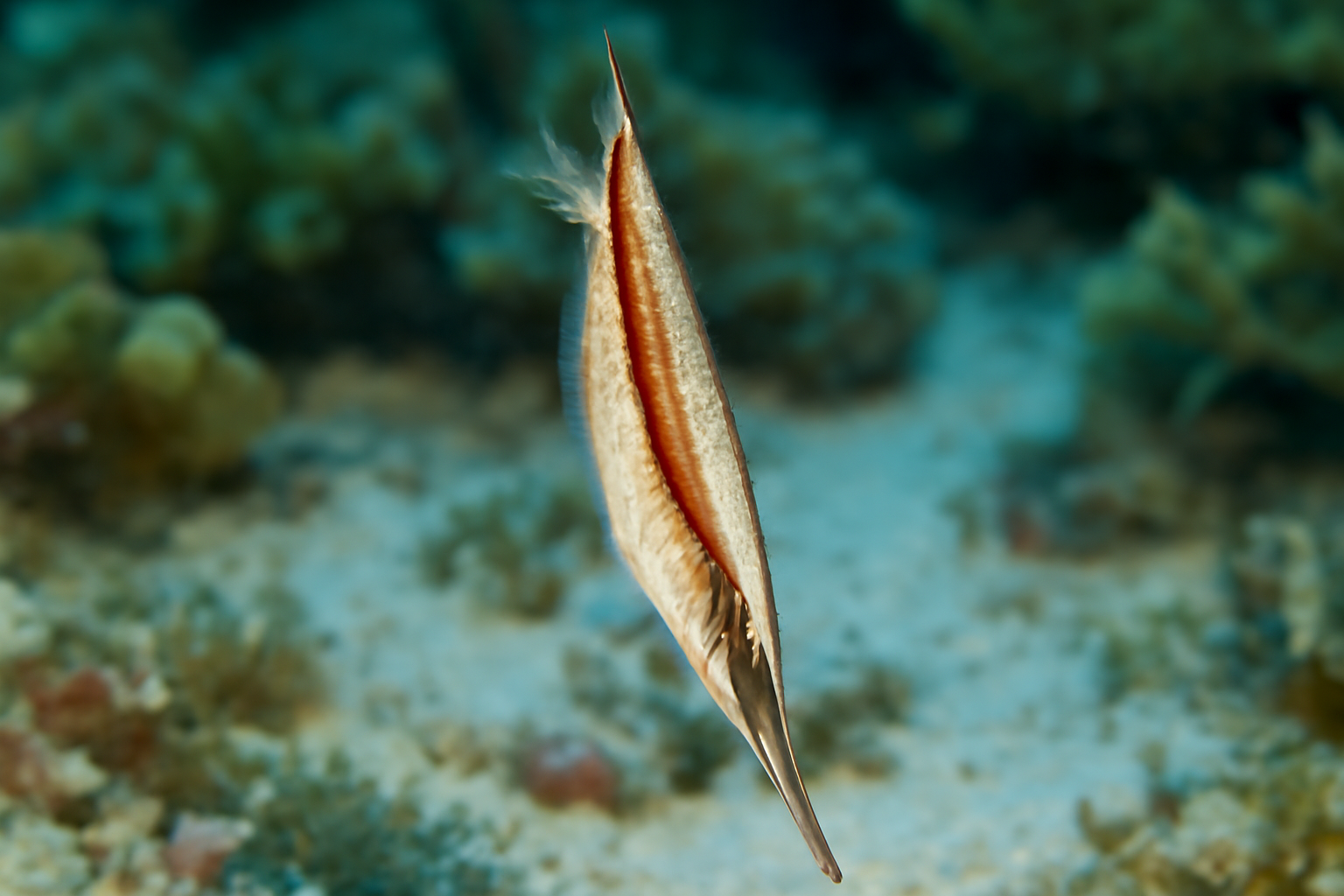 Common Shrimpfish