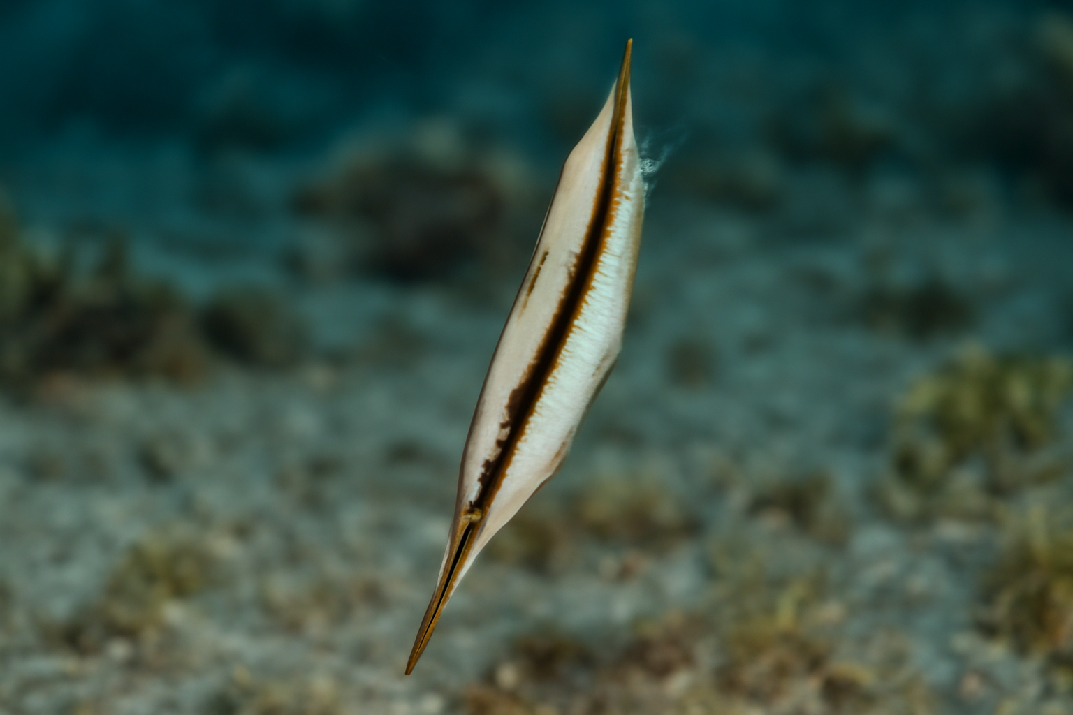 Papuan Shrimpfish