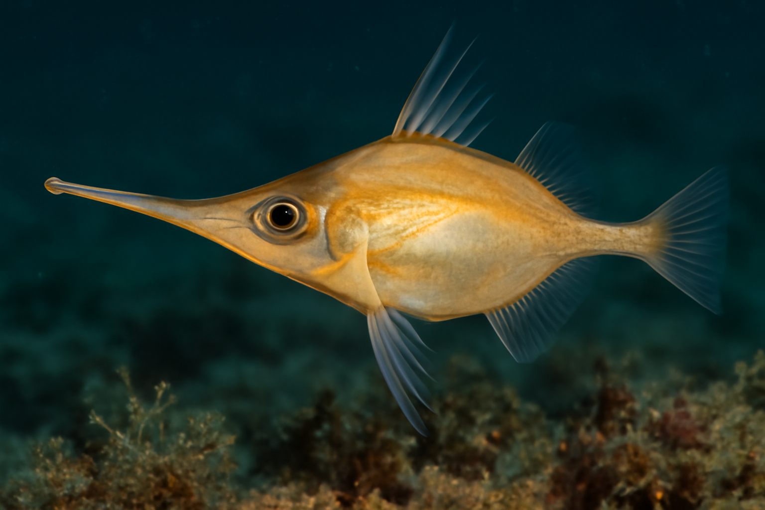 Snipefish
