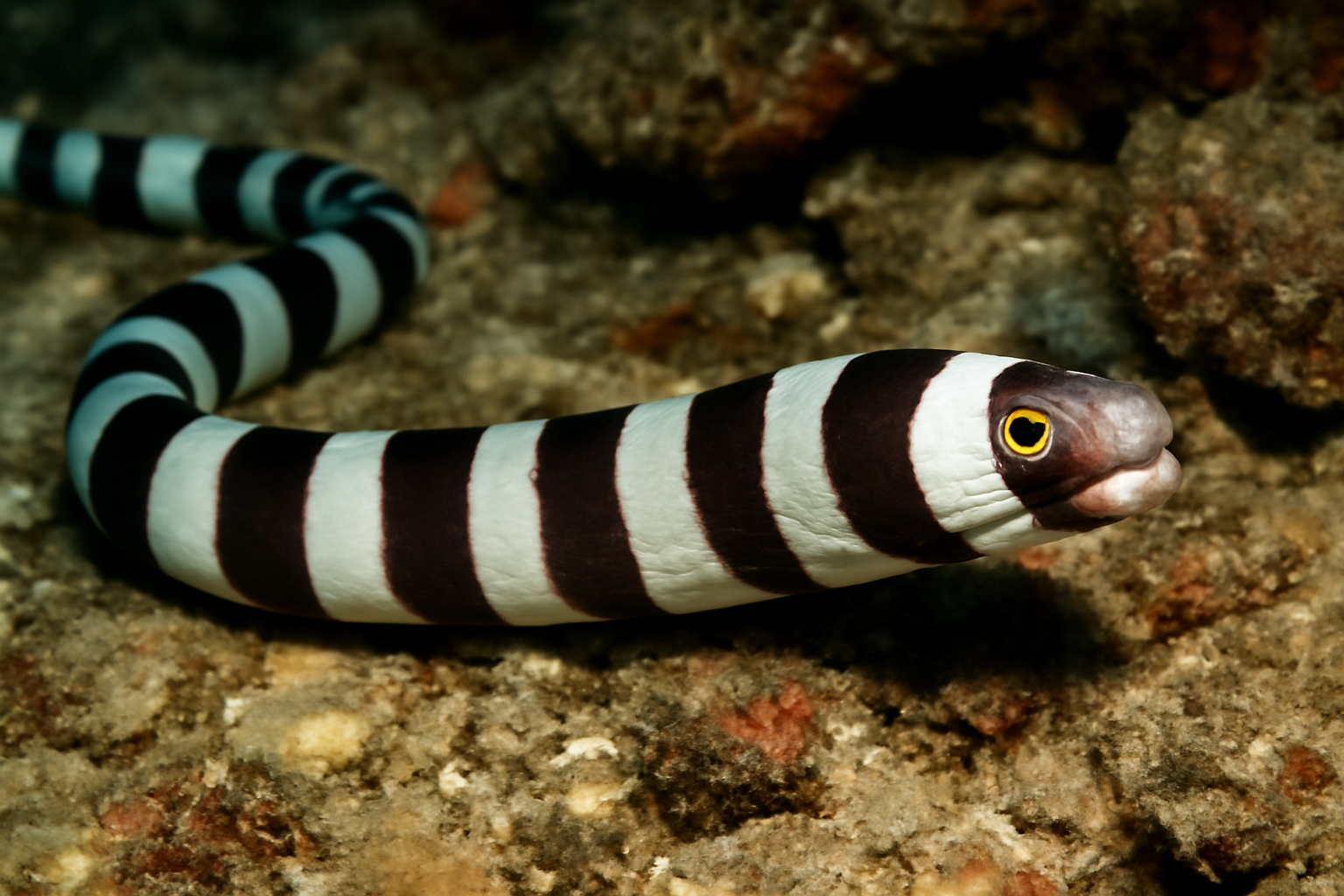 Banded snake moray