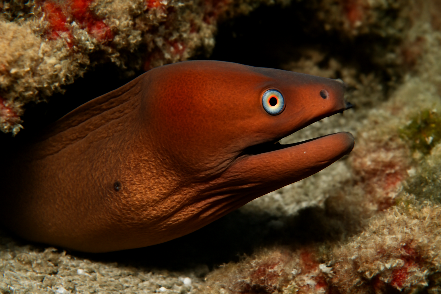 Chestnut Moray