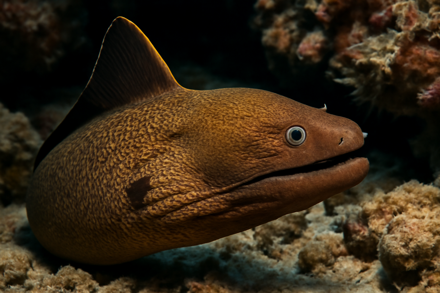 Highfin Moray