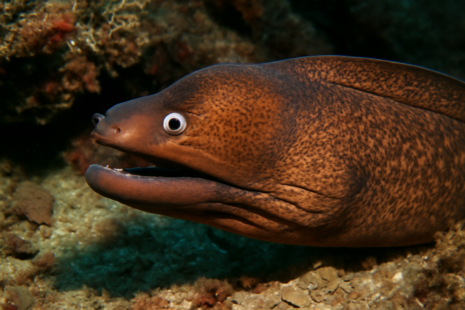 Brown Moray