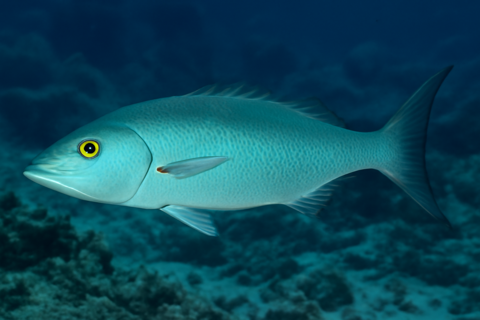 Green Jobfish
