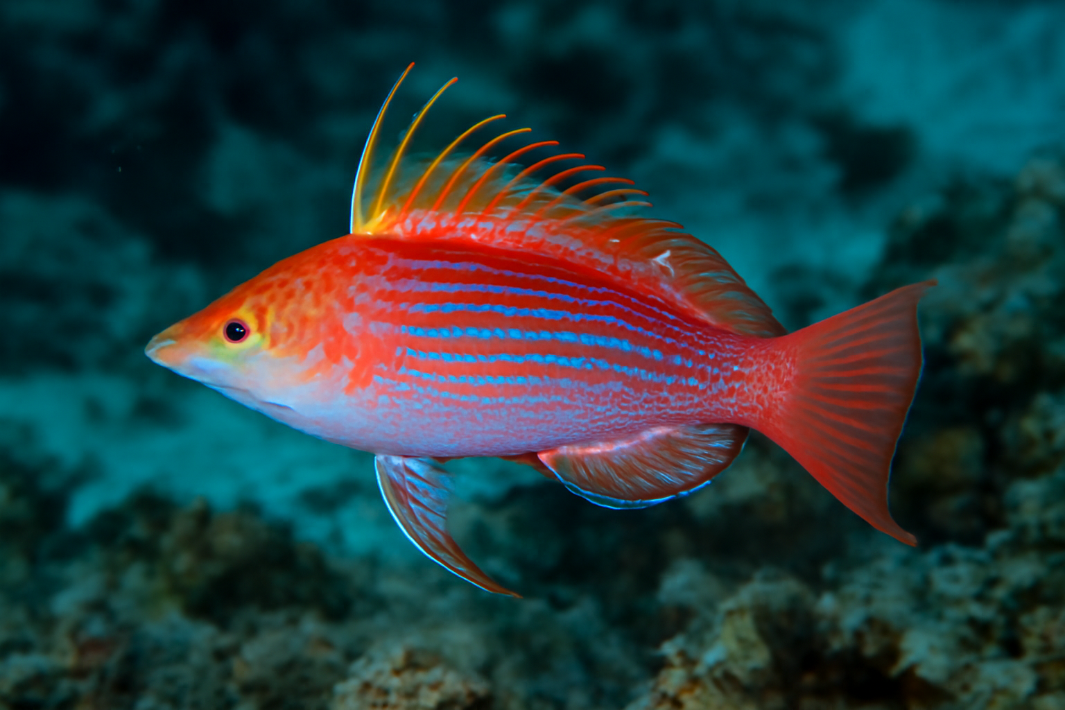 Carpenter's Flasher Wrasse