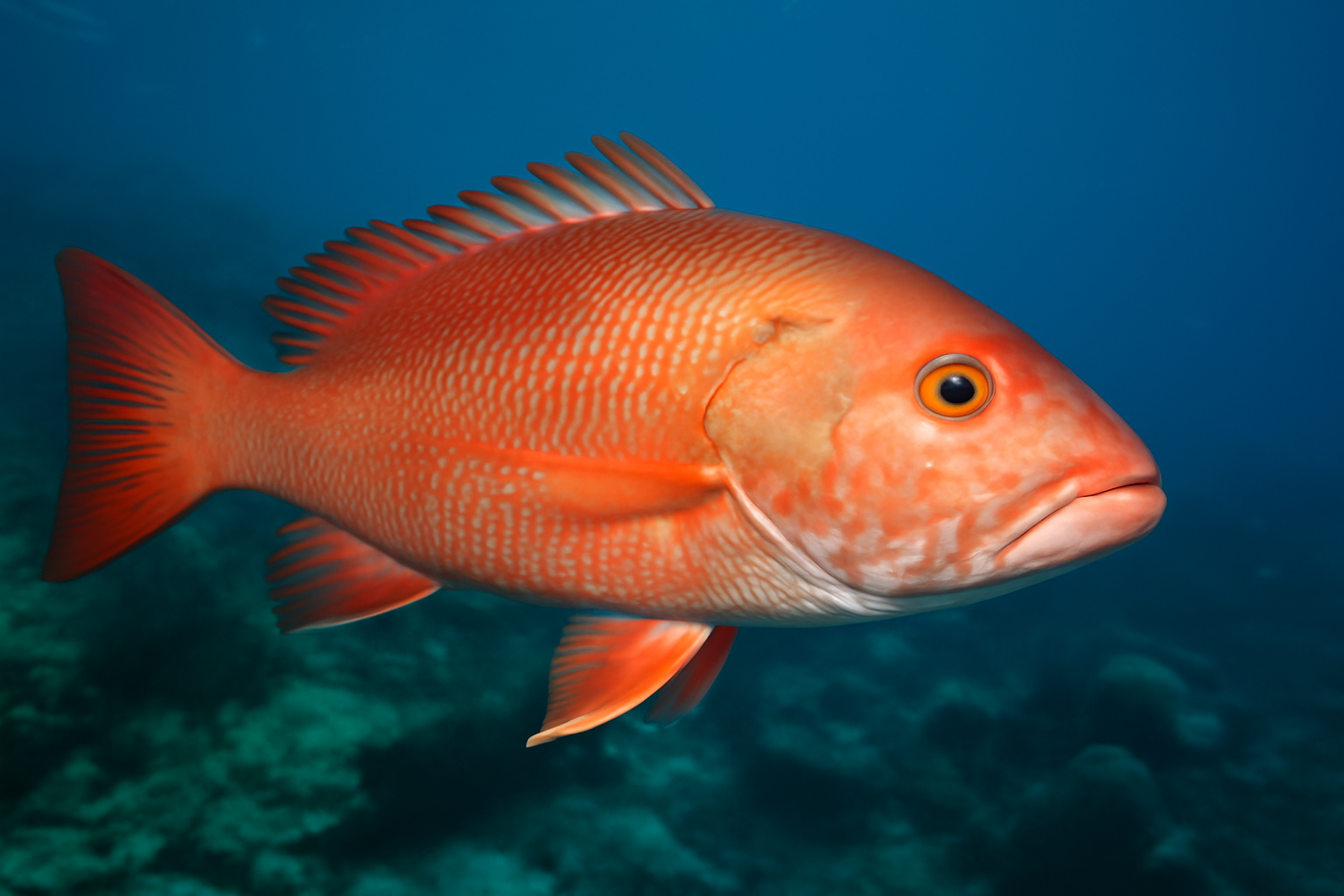 Red snapper