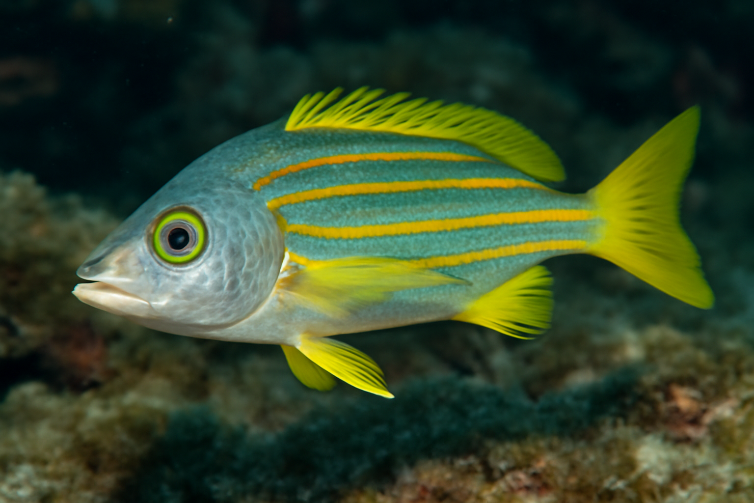 Blue and gold snapper