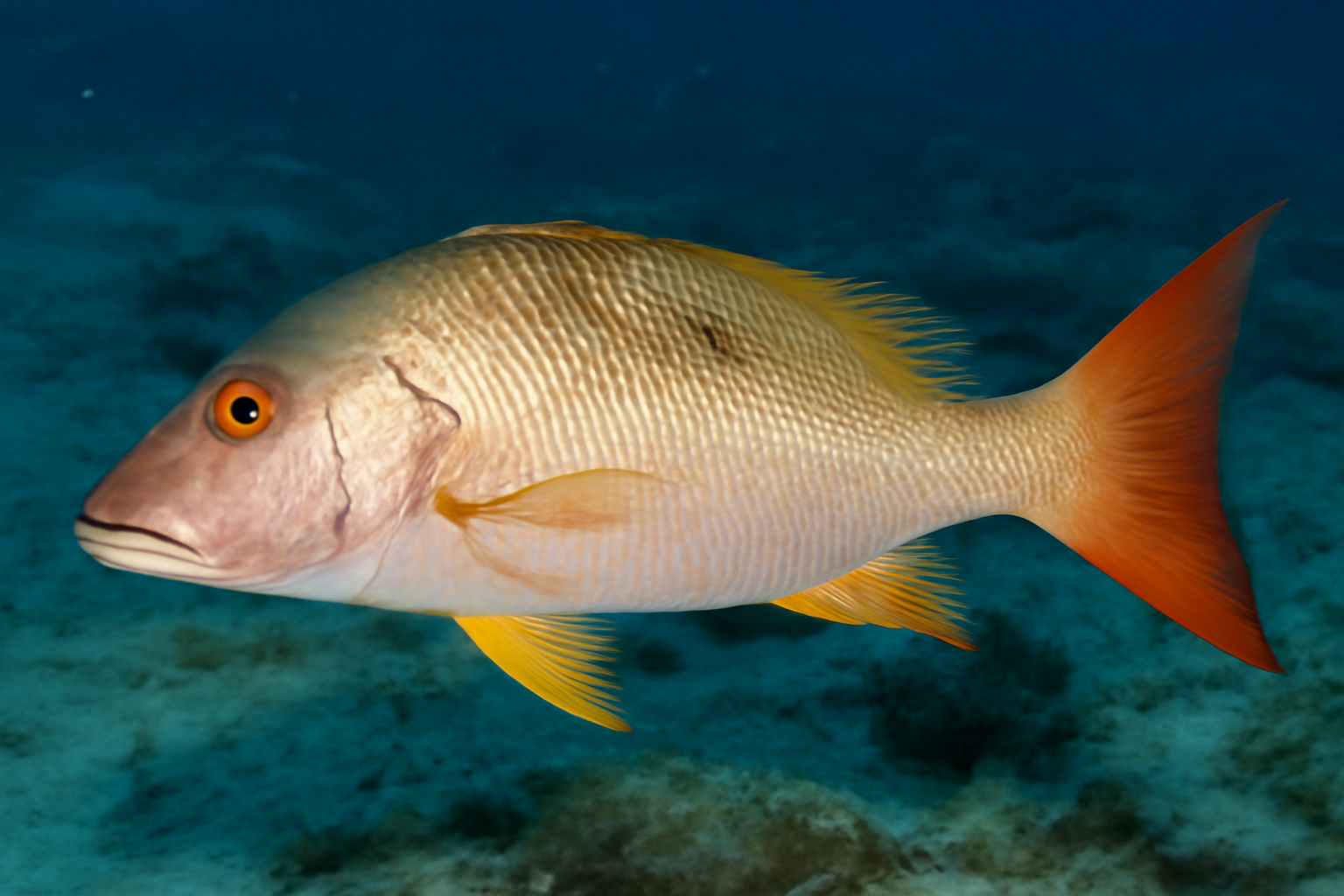 Mutton snapper