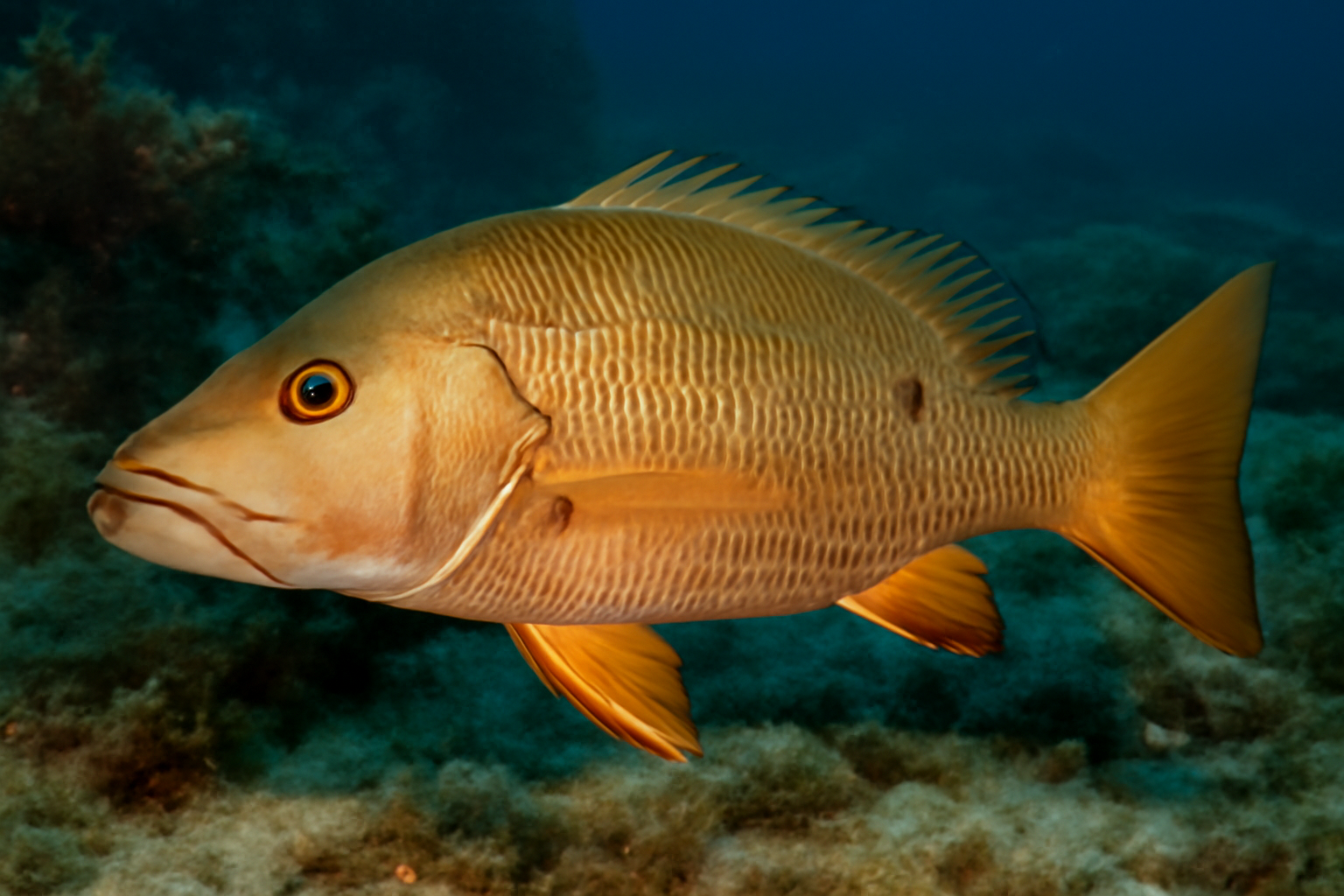 Dog snapper