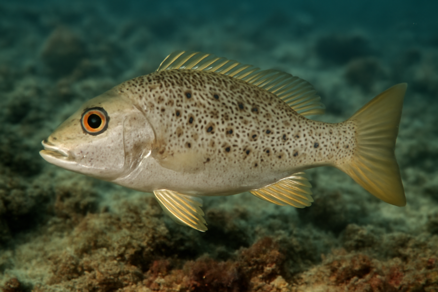 Stone snapper