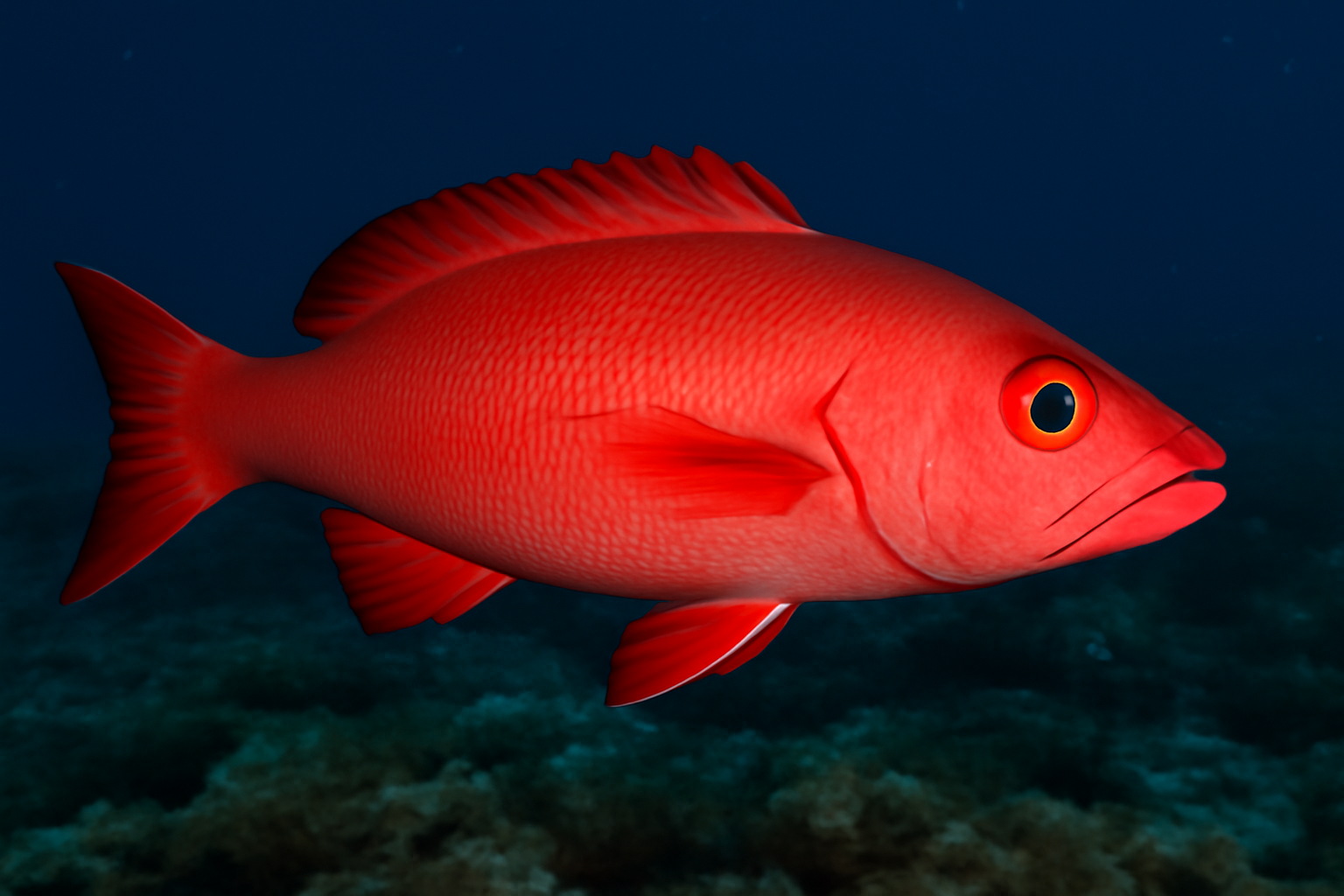 Crimson Jobfish