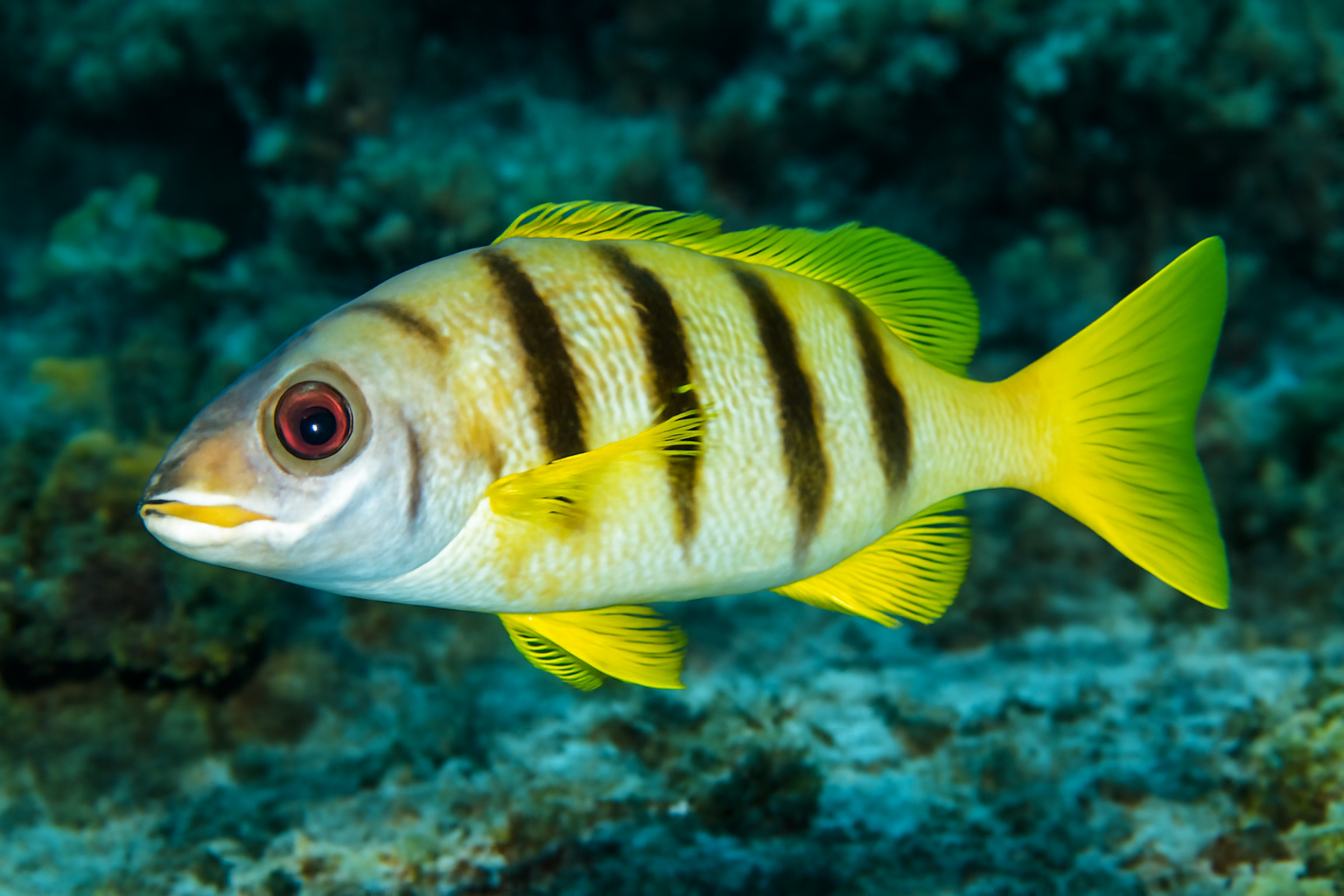 Oblique-Banded Snapper