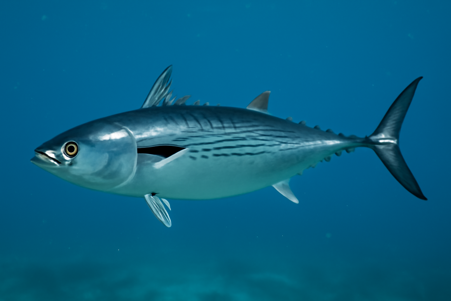 Black Skipjack