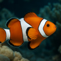 Clownfish