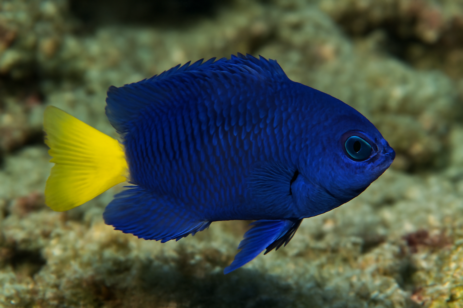 Yellowtail damselfish