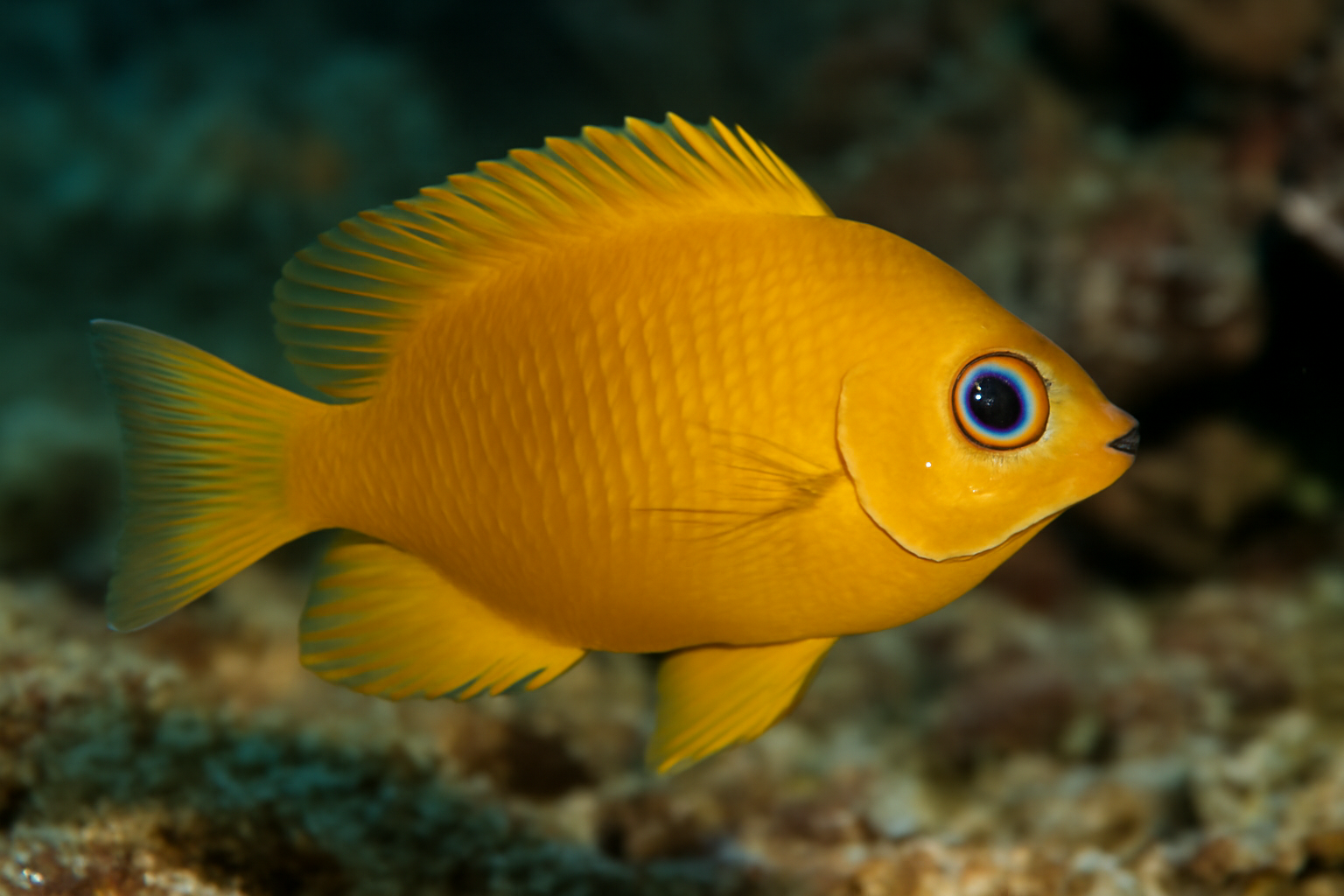 Golden Damselfish