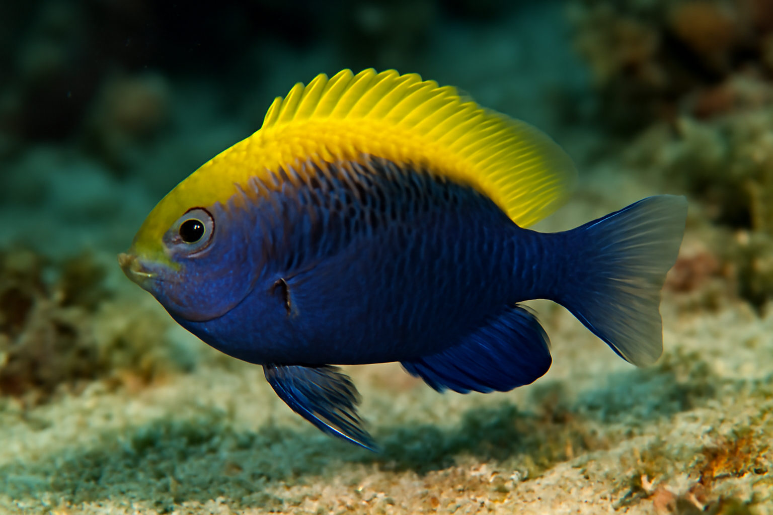 Yellowfin Damselfish