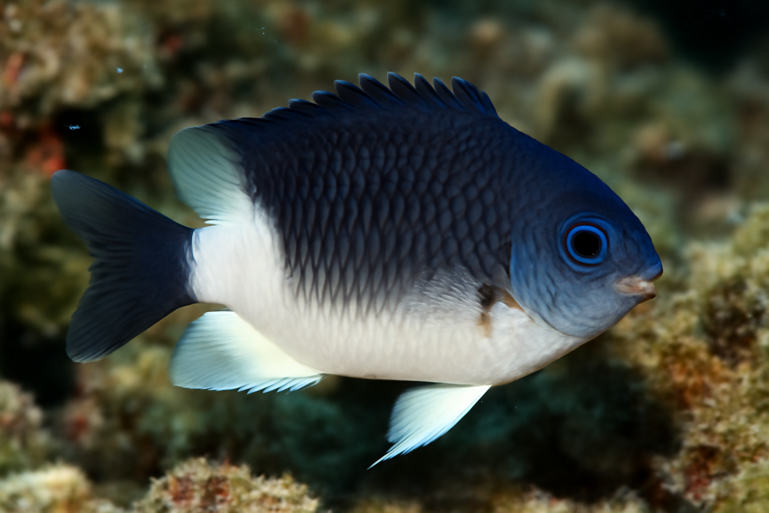 Bicolor Damselfish