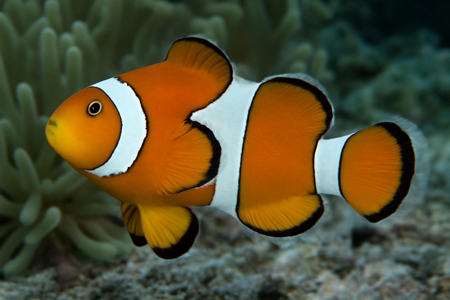 Ocellaris clownfish