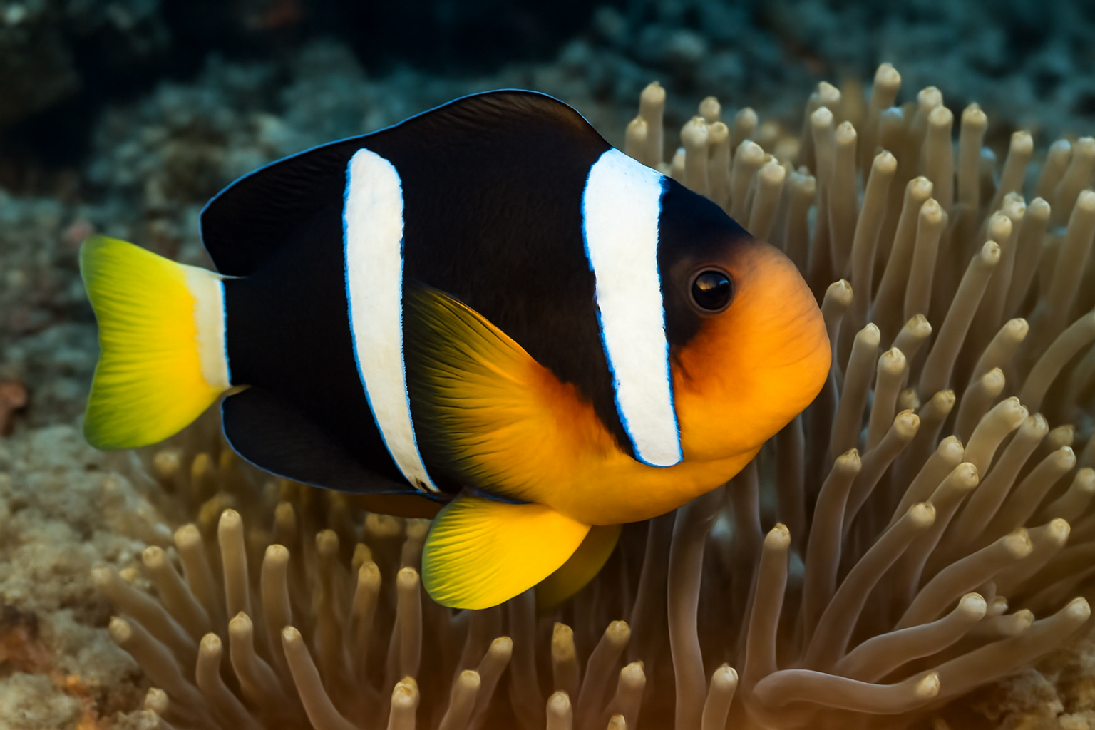 Clark's anemonefish