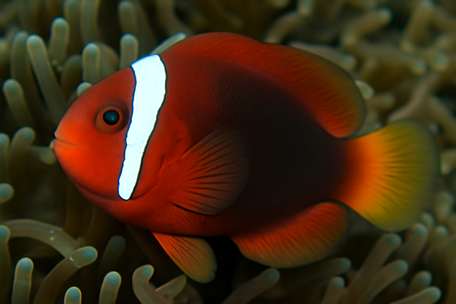 Tomato clownfish