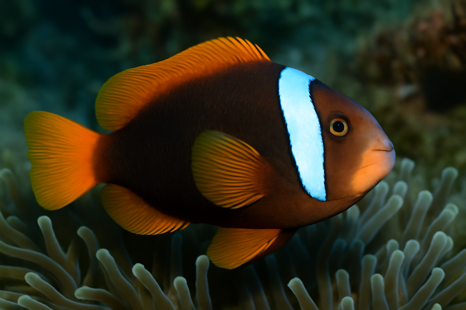 Orange-fin anemonefish