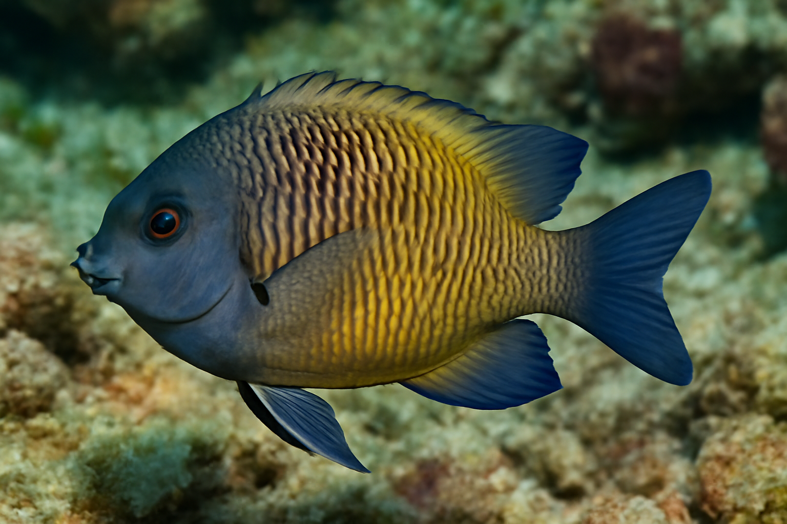 Galapagos damselfish