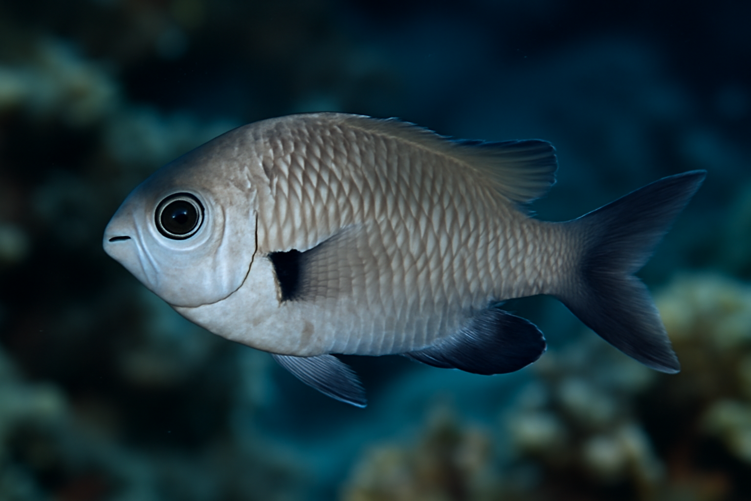 Black Axil Chromis