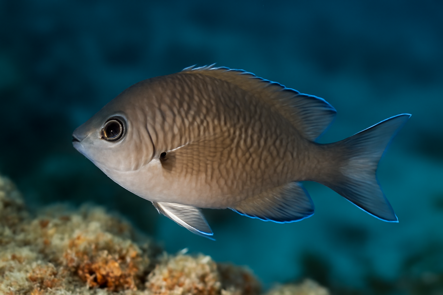 Brown Chromis