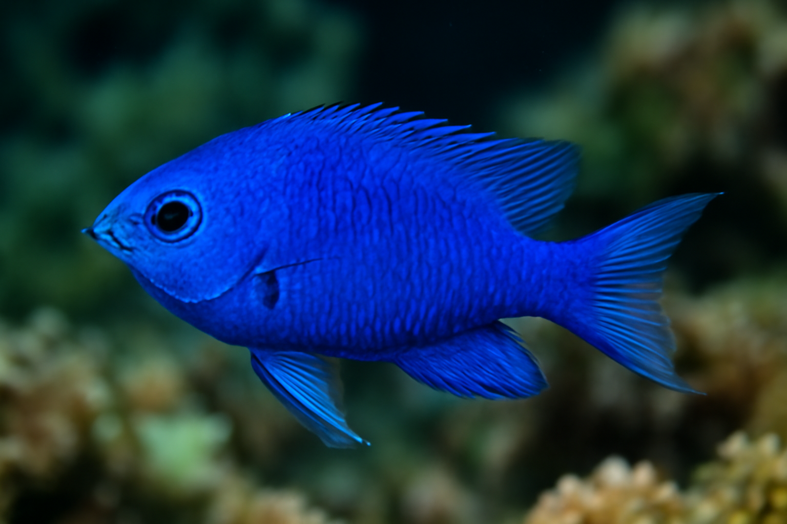 Blue Damselfish