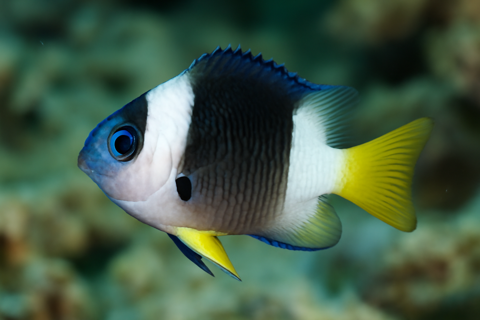 Rolland's Damselfish