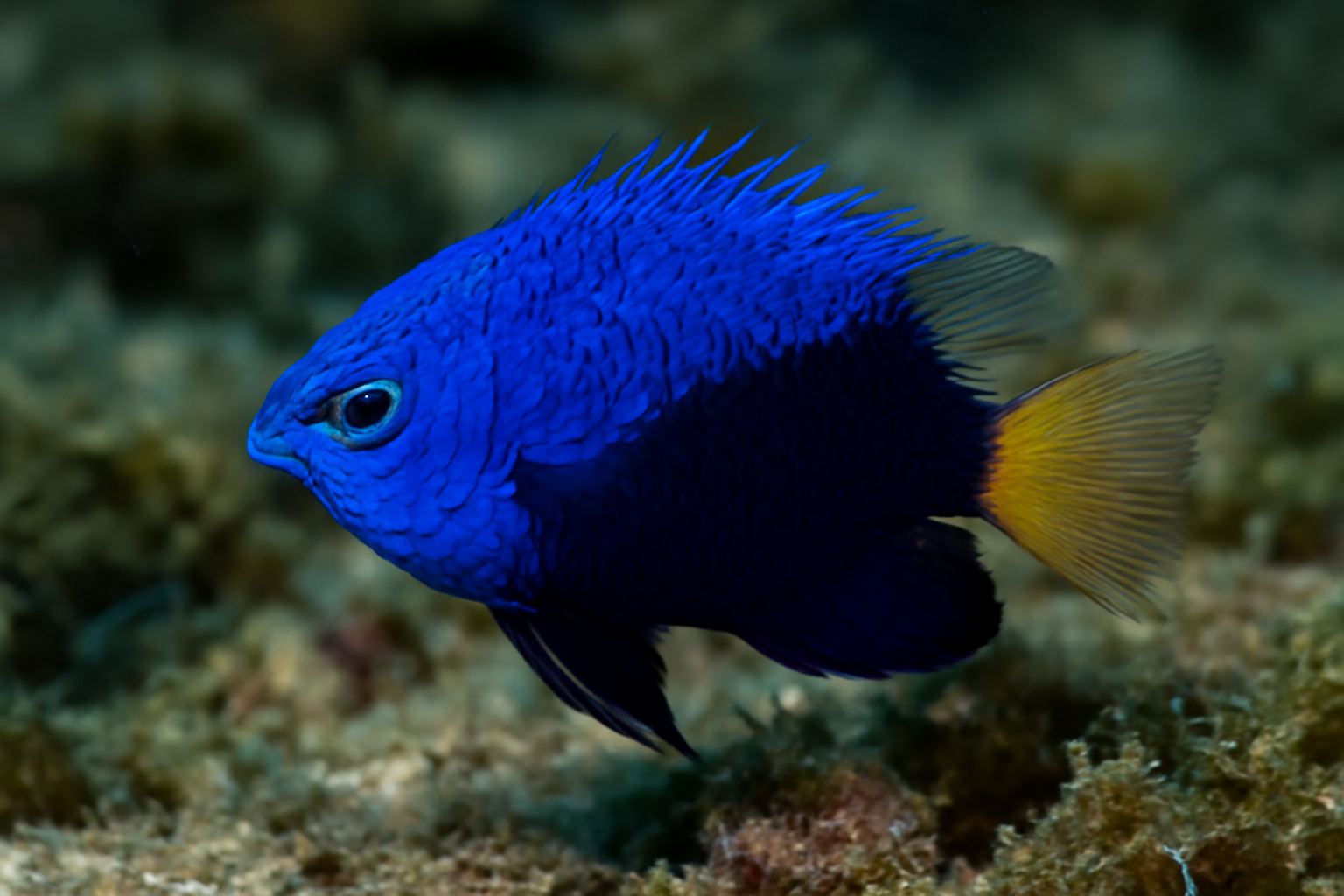 Hemicyanea Damselfish