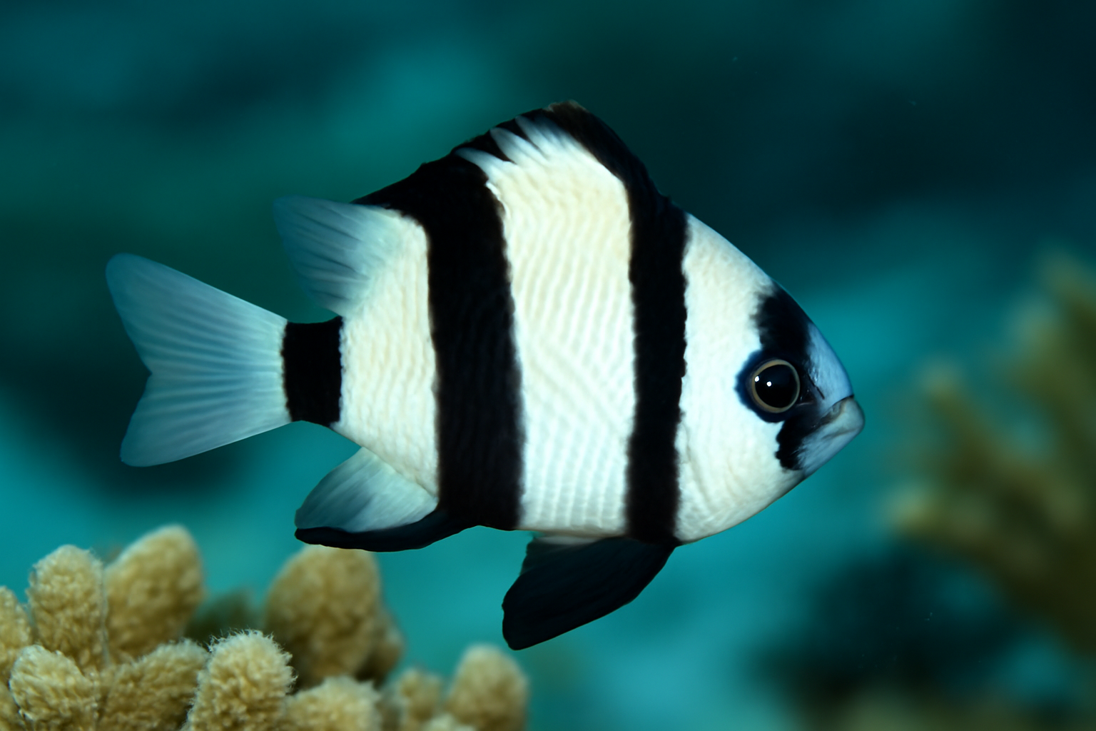 Three-striped Dascyllus