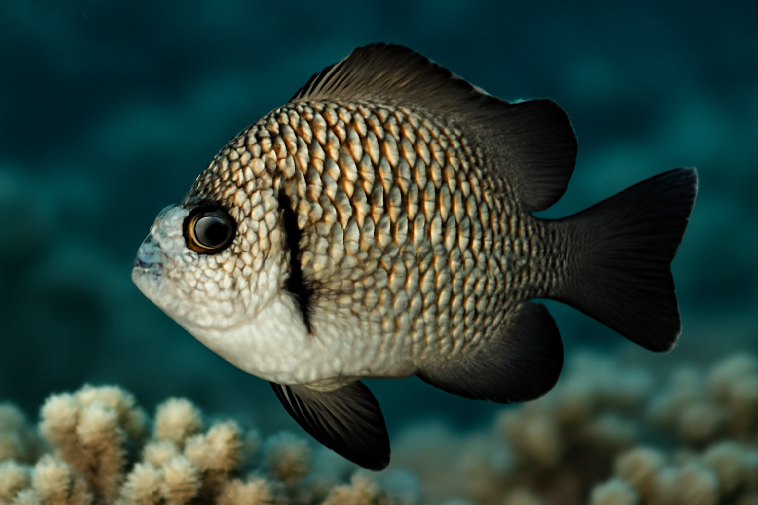 Reticulated Dascyllus