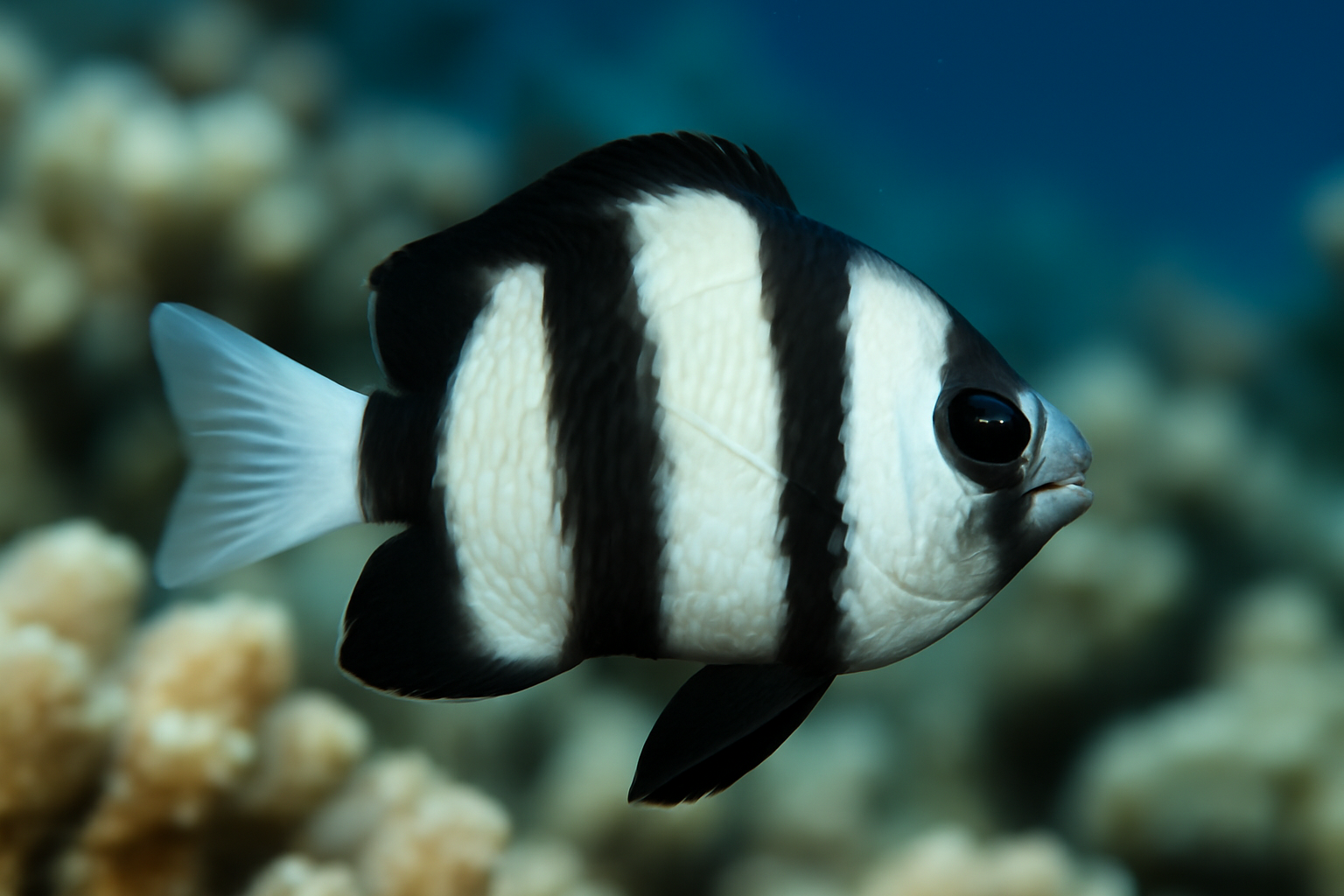 Whitetail Dascyllus