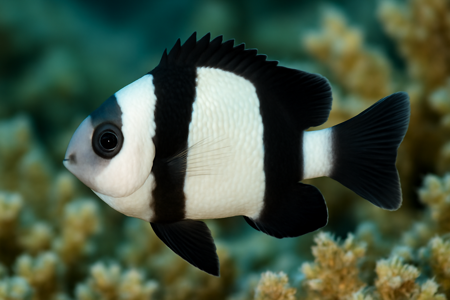 Panda Damsel