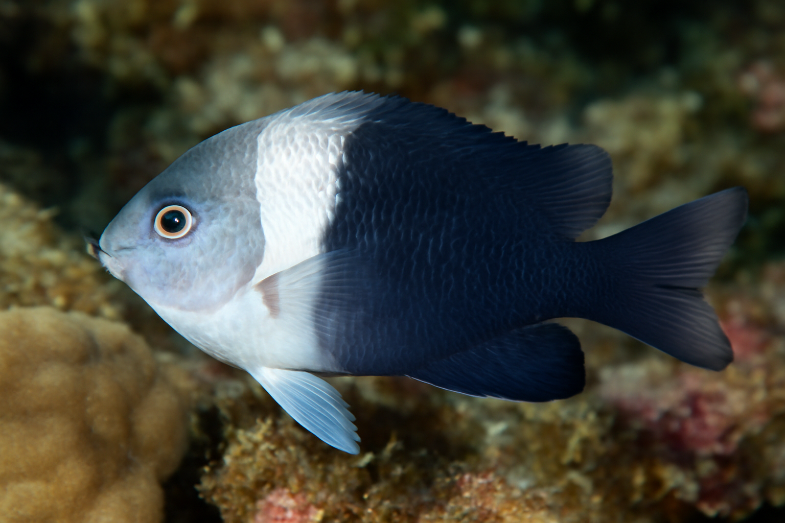Common Two-Tone Damsel