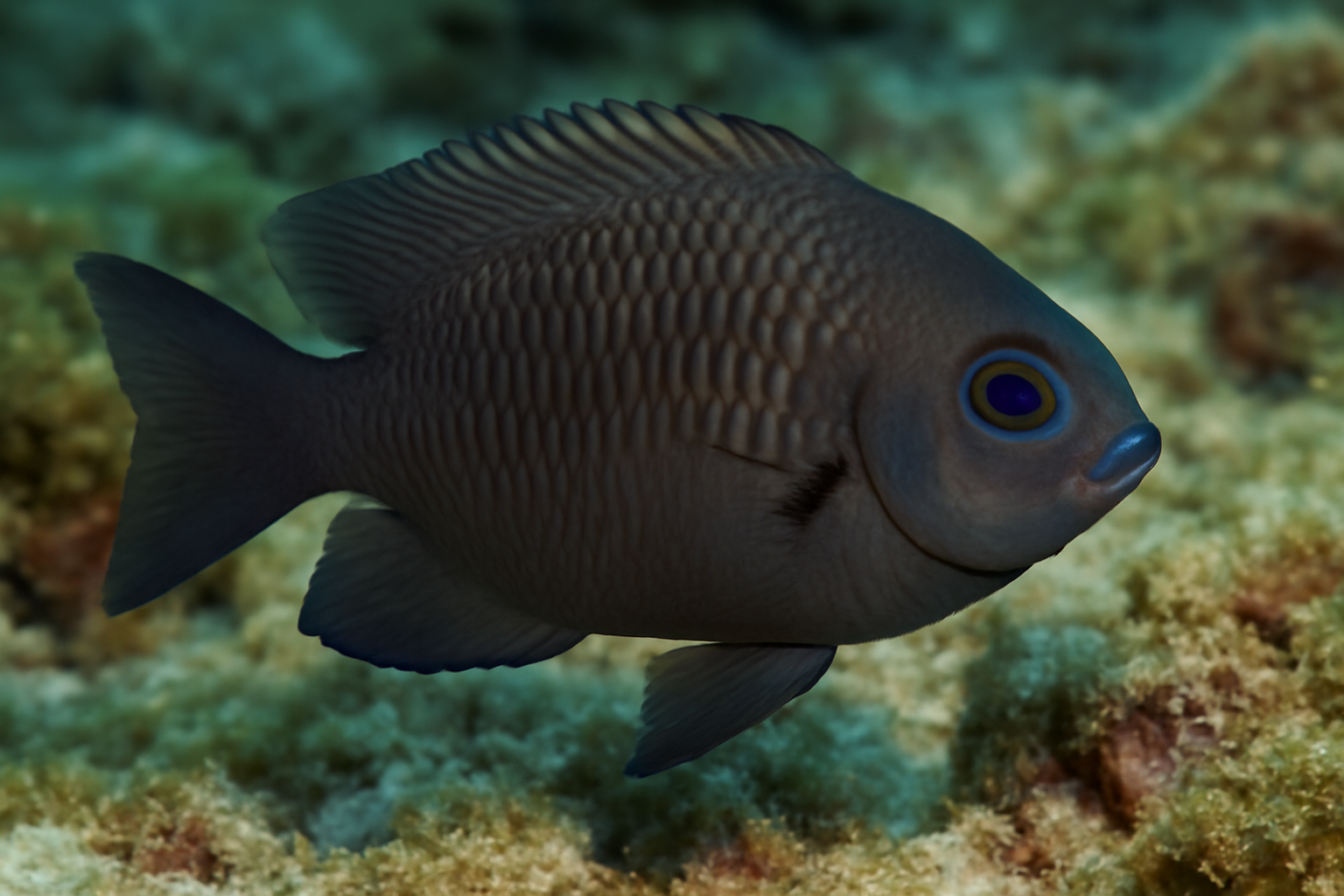 Dusky Damselfish