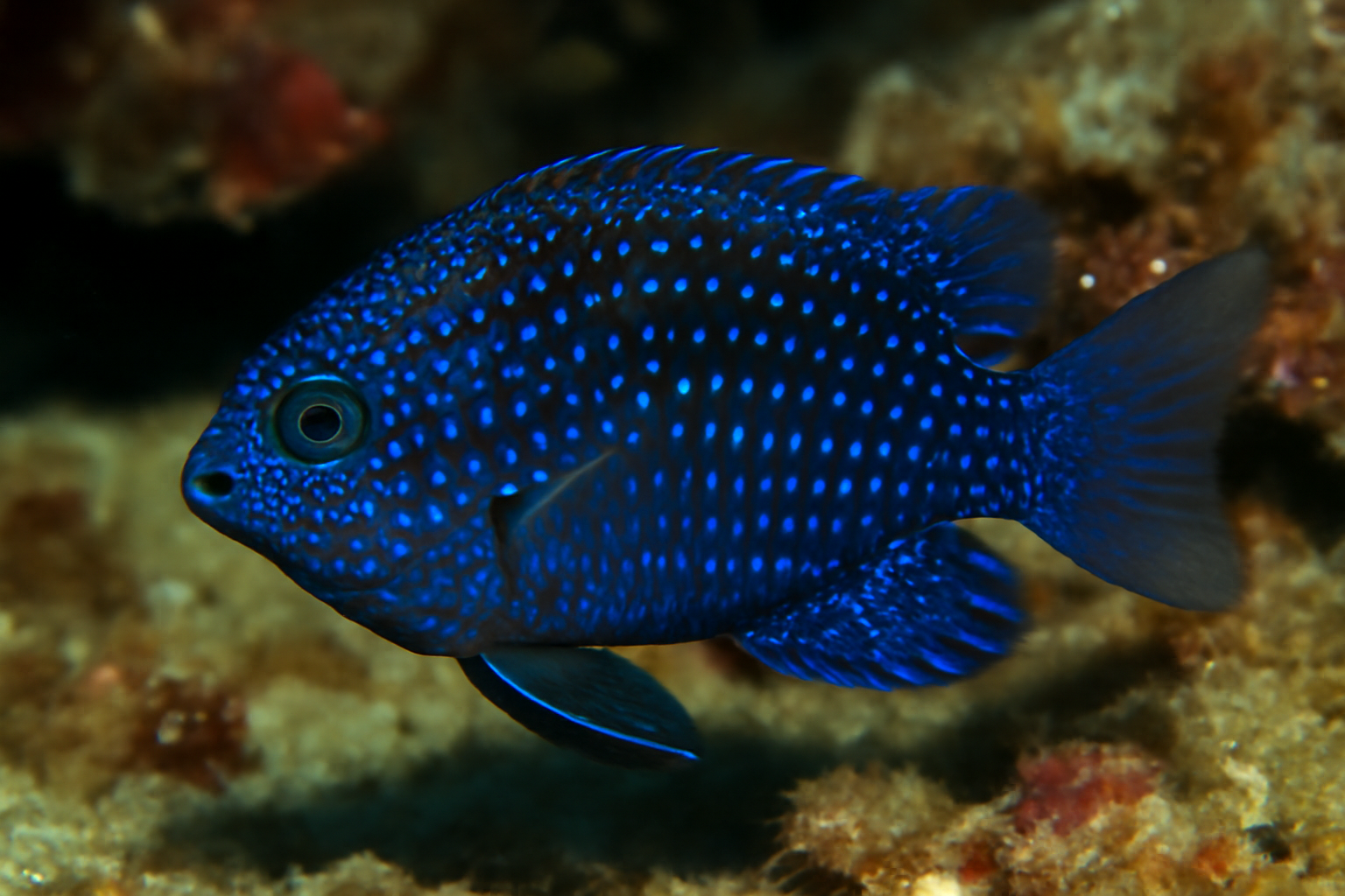 Jewel Damselfish