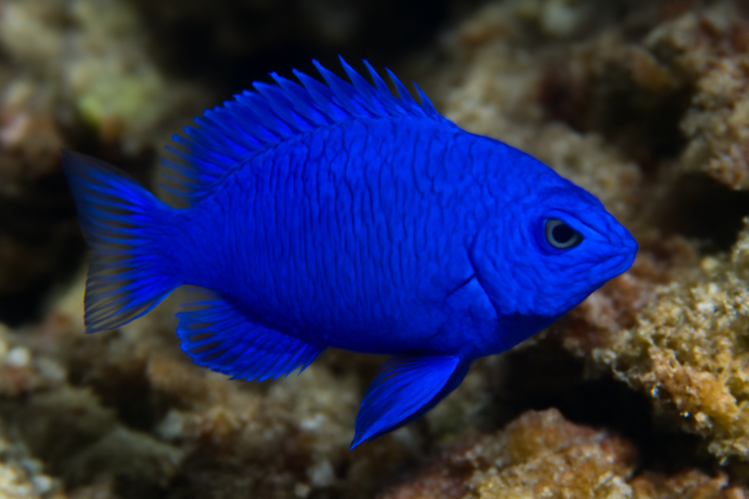Blue damsel