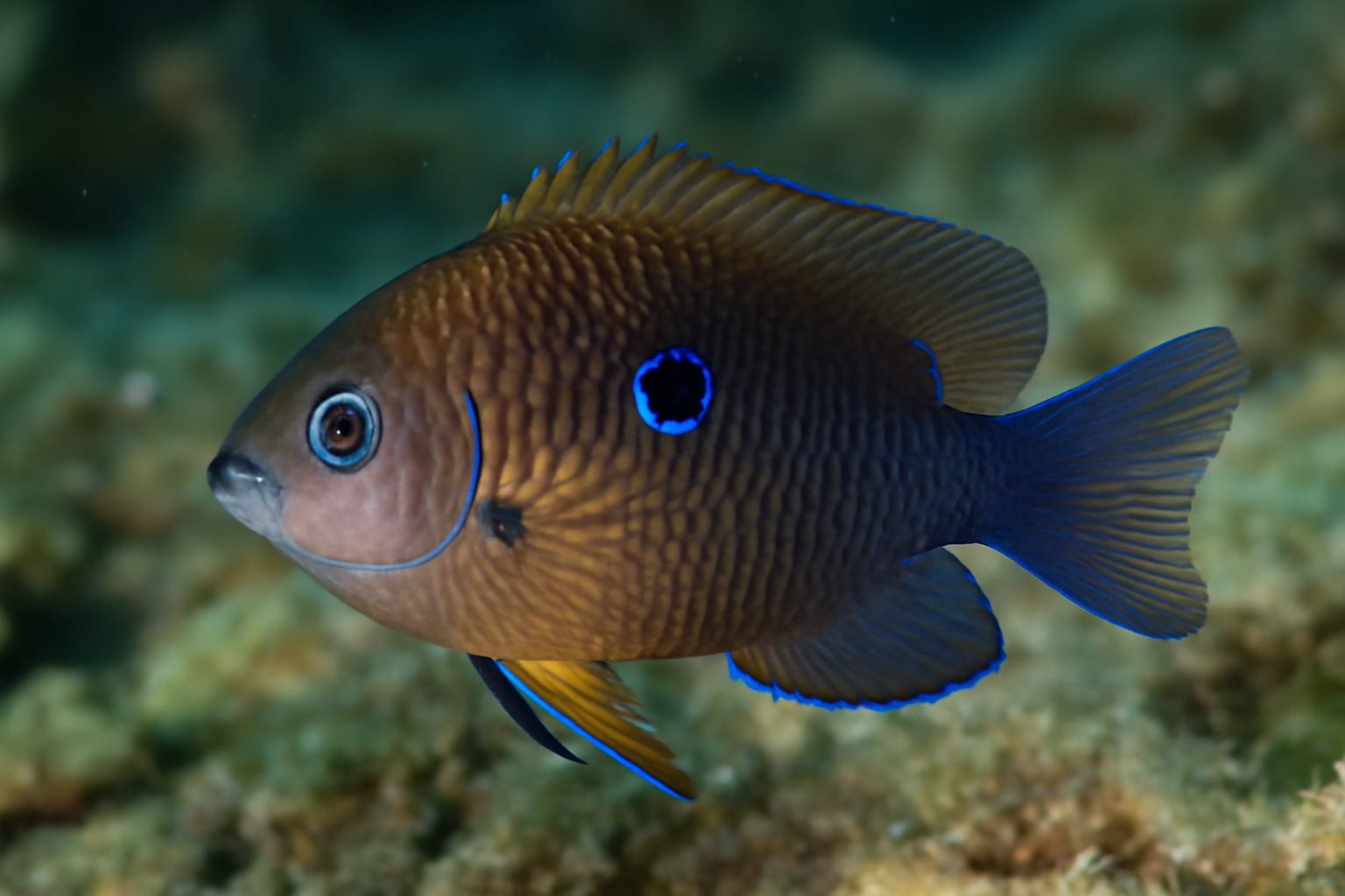 Ocellated damselfish