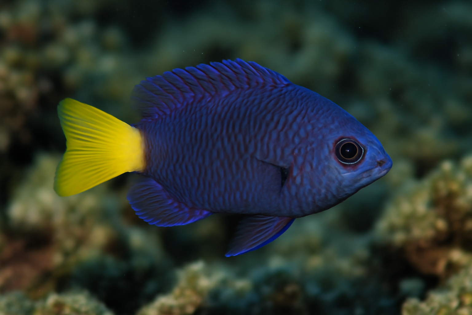 Yellowtail demoiselle