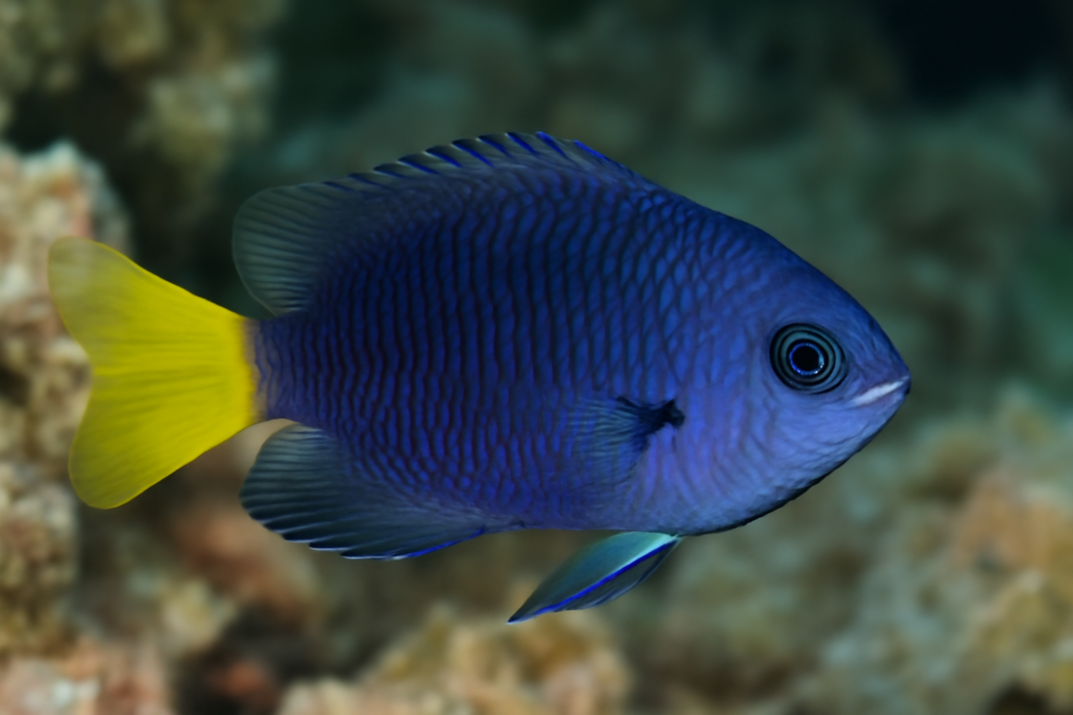 Johnston's Damsel