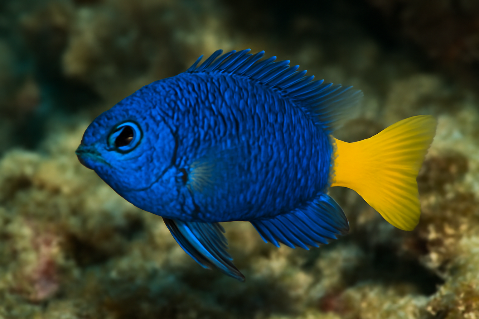 Yellowtail Damsel