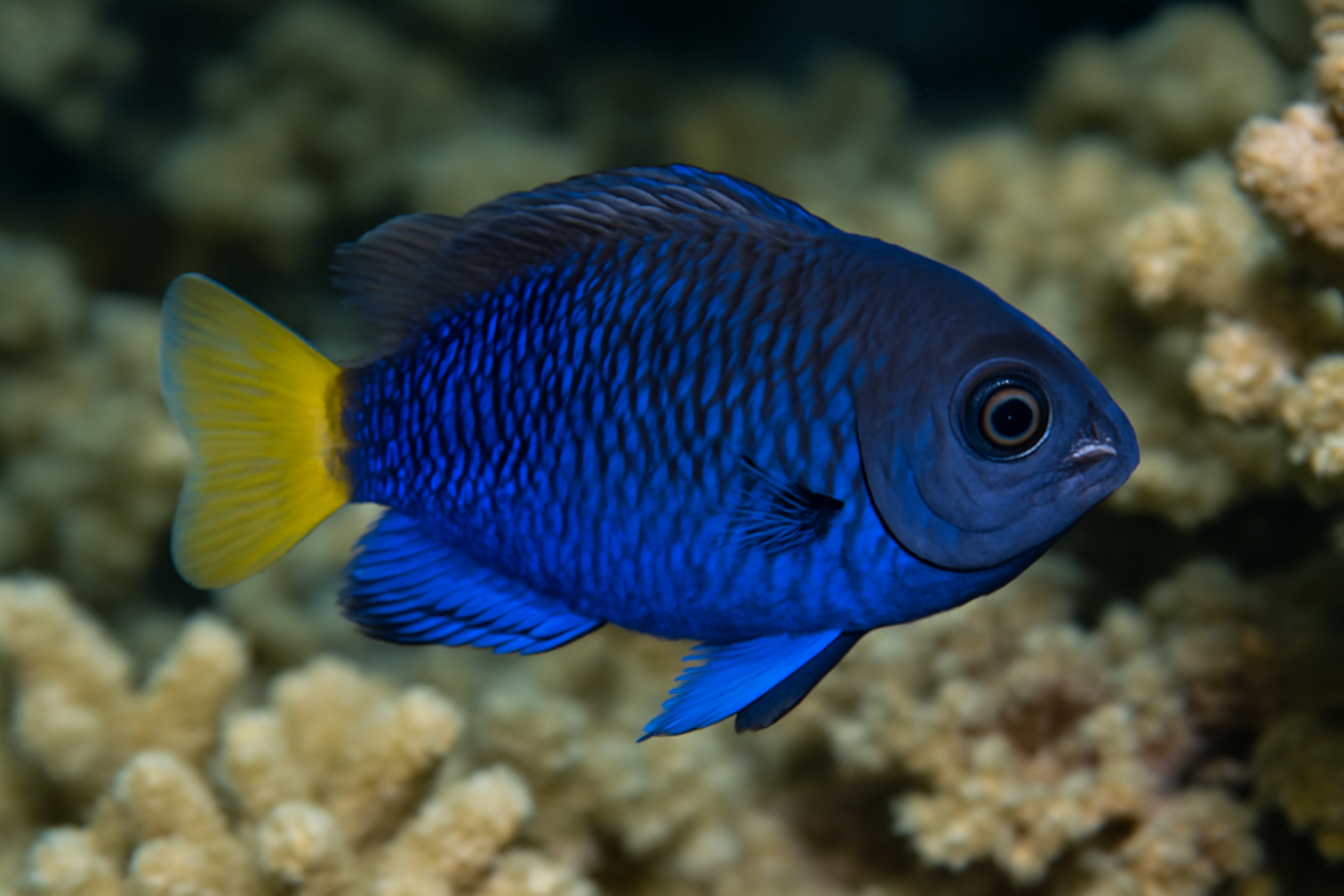 Coral Demoiselle