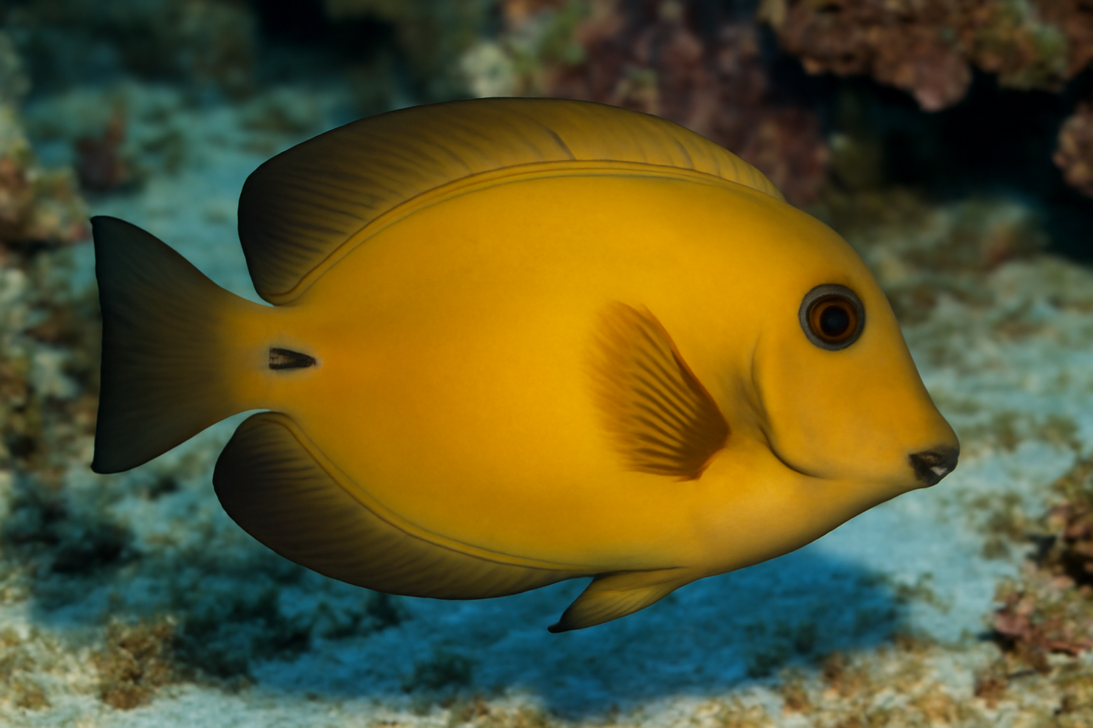Mimic Lemon Peel Surgeonfish