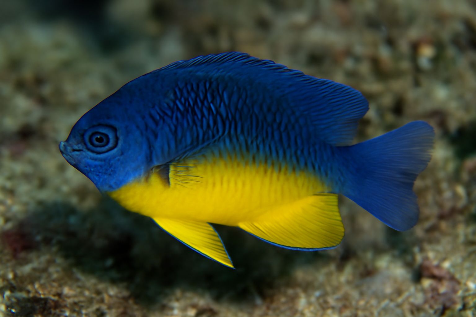 Yellow-Belly Damsel