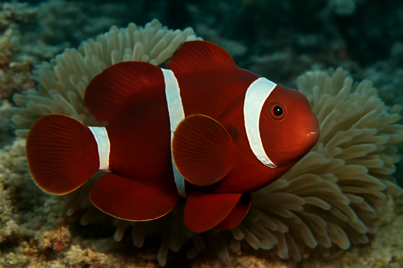 Maroon Clownfish