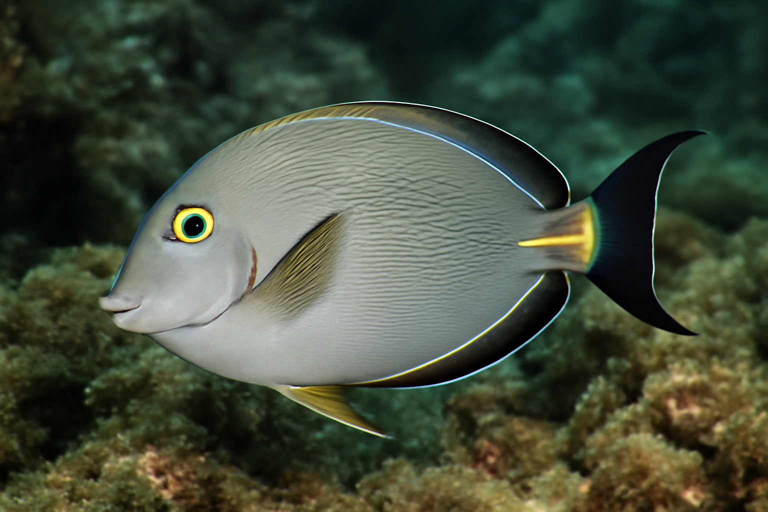 Razor Surgeonfish